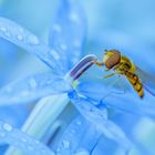 schwebfliegen lieben die laurentia