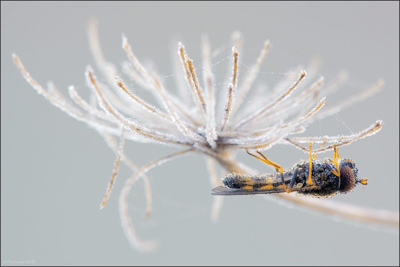 [  Schwebfliegen lieben es bequem  ]