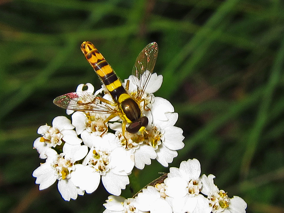 Schwebfliegen Männchen