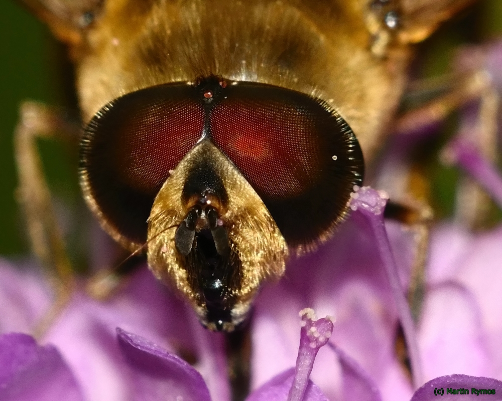 Schwebfliegen-Monsteraugen