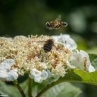 Schwebfliegen Neubearbeitung