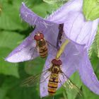 Schwebfliegen - noch mehr Sommer