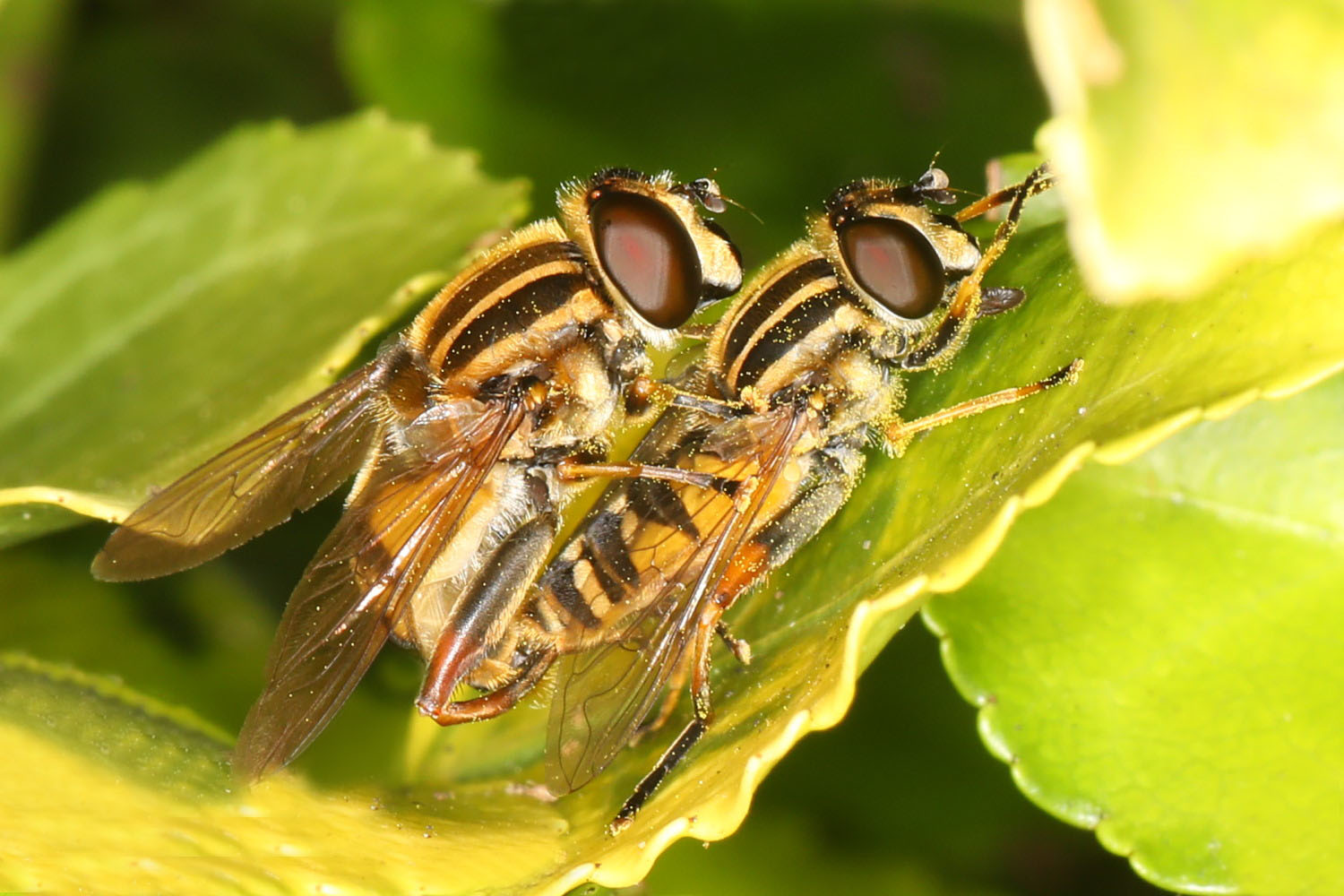 Schwebfliegen [Paarung]