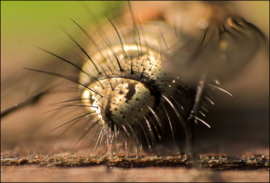 Schwebfliegen-Popo