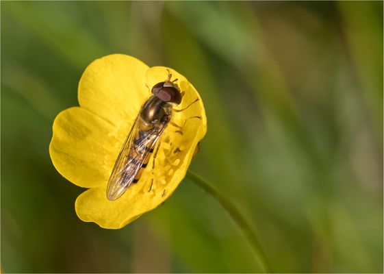 Schwebfliegen Schaukel....