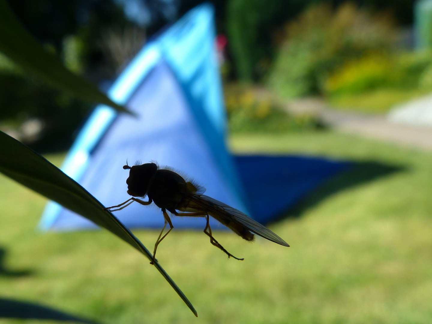 Schwebfliegen sind auch nur Menschen...