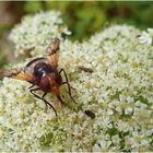 Schwebfliegen sind keine Fleischfresser, oder?