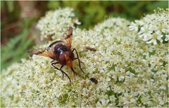 Schwebfliegen sind keine Fleischfresser, oder?