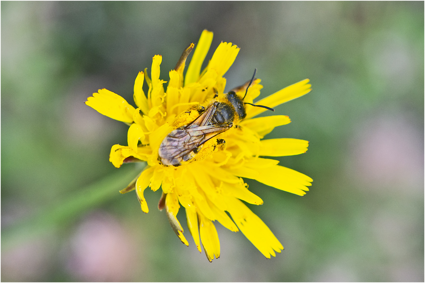 Schwebfliegen sind zur Zeit . . .