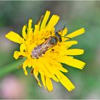 Schwebfliegen sind zur Zeit . . .