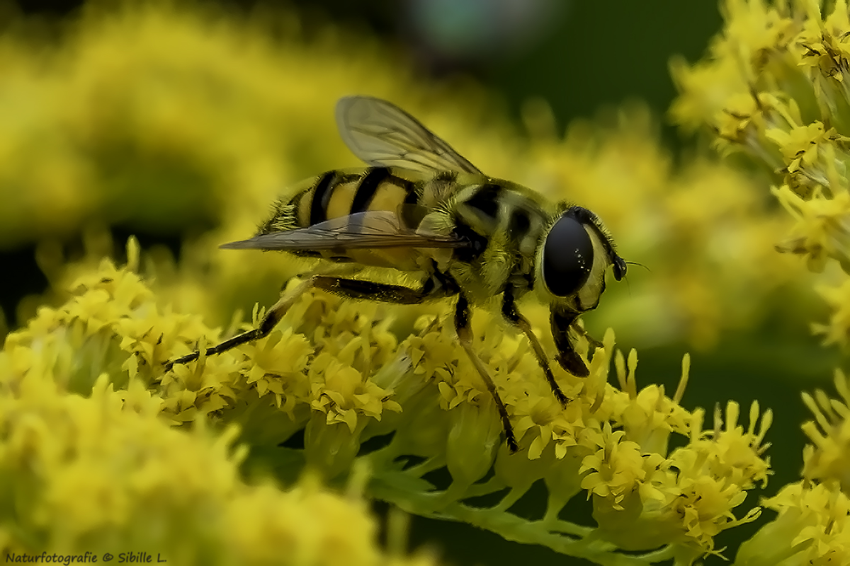  Schwebfliegen (Syrphidae)