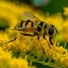  Schwebfliegen (Syrphidae)