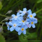 Schwebfliegen-Tankstelle Vergissmeinnicht (Myosotis)