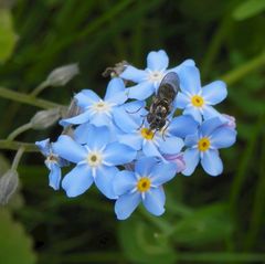 Schwebfliegen-Tankstelle Vergissmeinnicht (Myosotis)