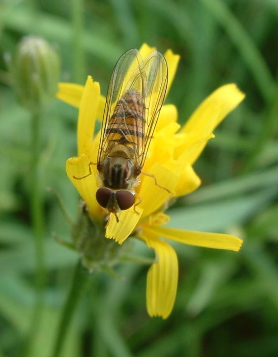 Schwebfliegen verkleiden sich als Bienen.