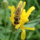 Schwebfliegen verkleiden sich als Bienen.