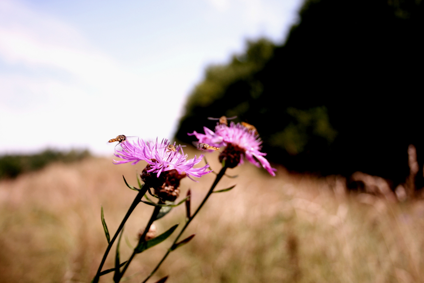 Schwebfliegen-Versammlung