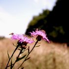 Schwebfliegen-Versammlung