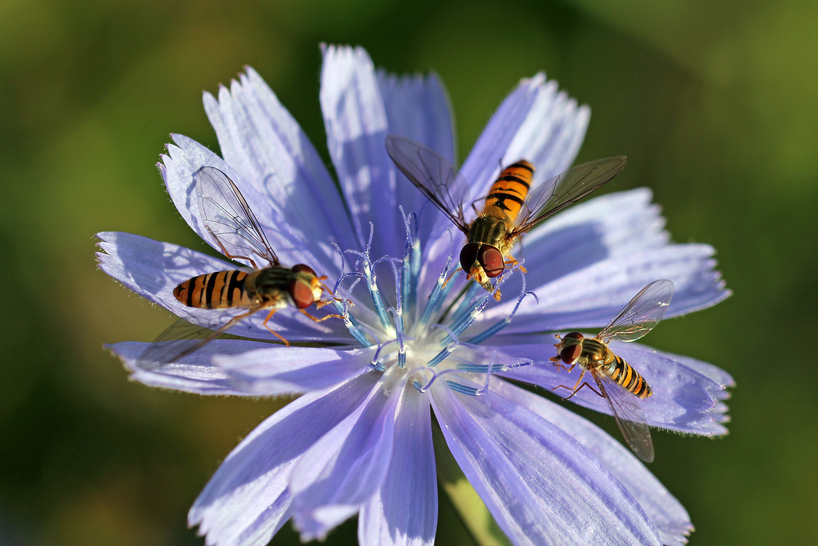 Schwebfliegen / Wegwarte