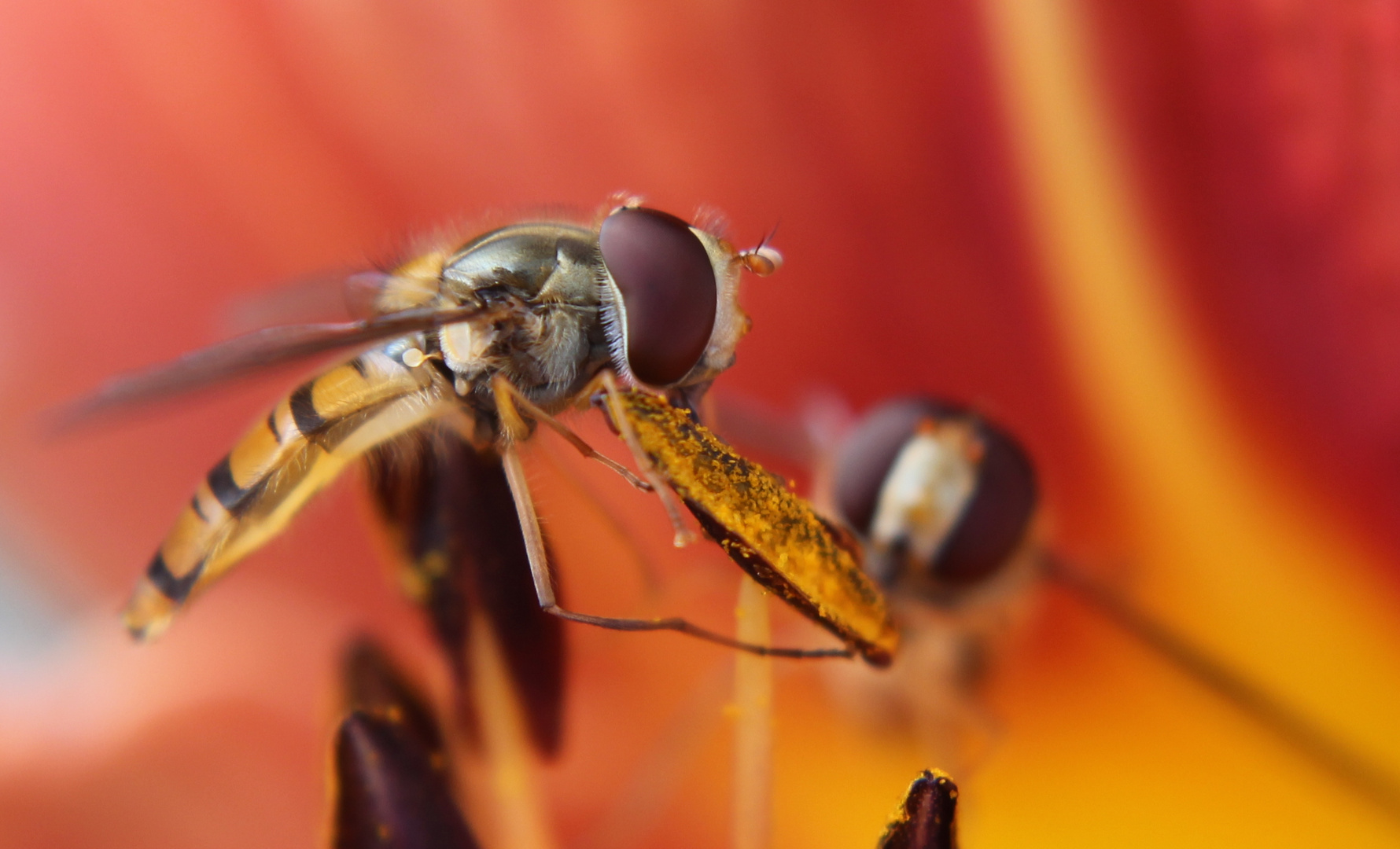 Schwebfliegen zu Tisch