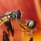 Schwebfliegen zu Tisch