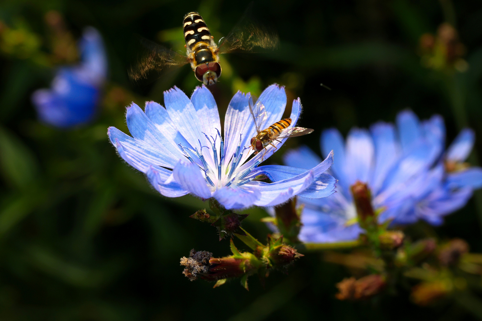 Schwebfliegen004