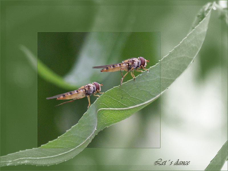 Schwebfliegenballett