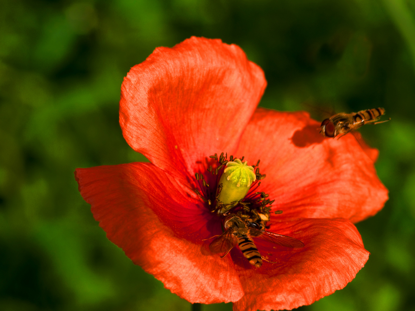 Schwebfliegenbesuch