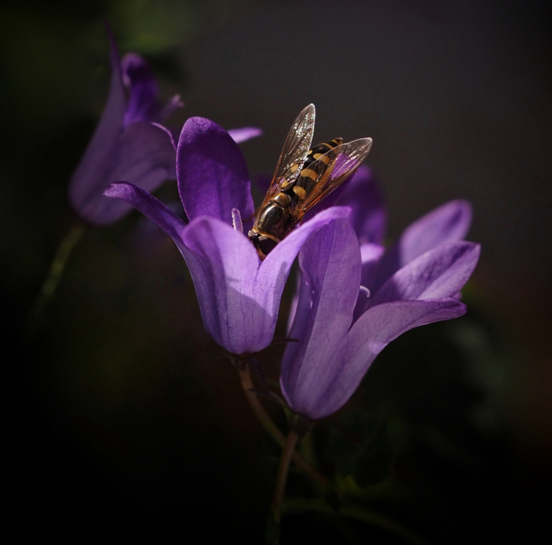 Schwebfliegenbesuch...