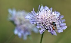 ~~~ Schwebfliegenbesuch ~~~