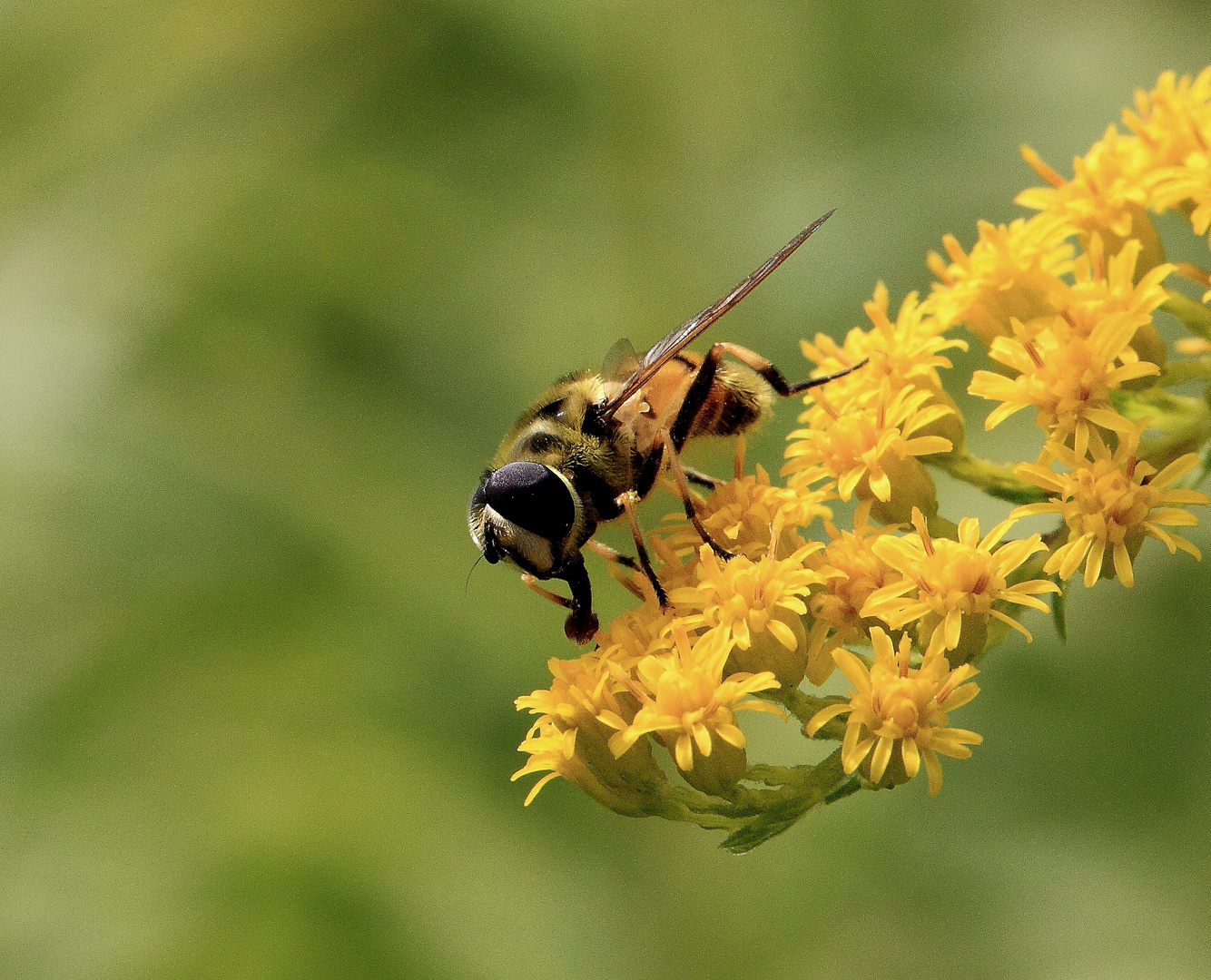 Schwebfliegenbesuch