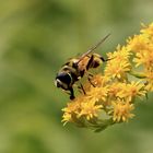 Schwebfliegenbesuch