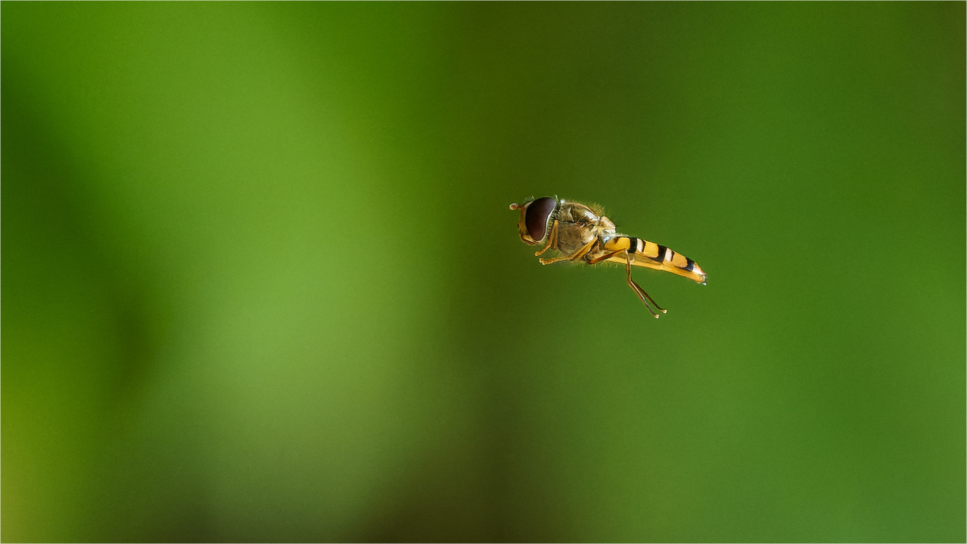 Schwebfliegenflug  .....