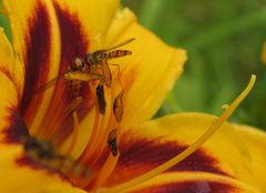 Schwebfliegenfrühstück