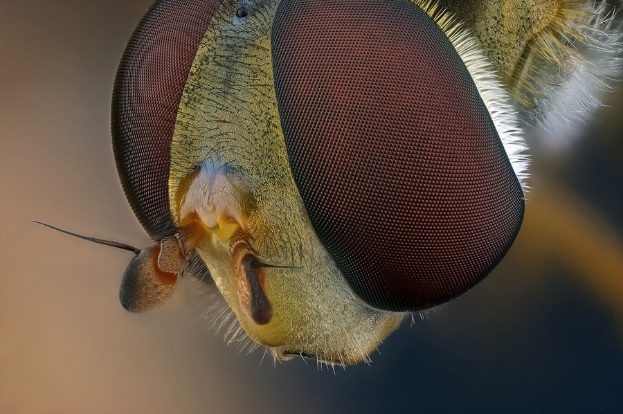 Schwebfliegenkopf