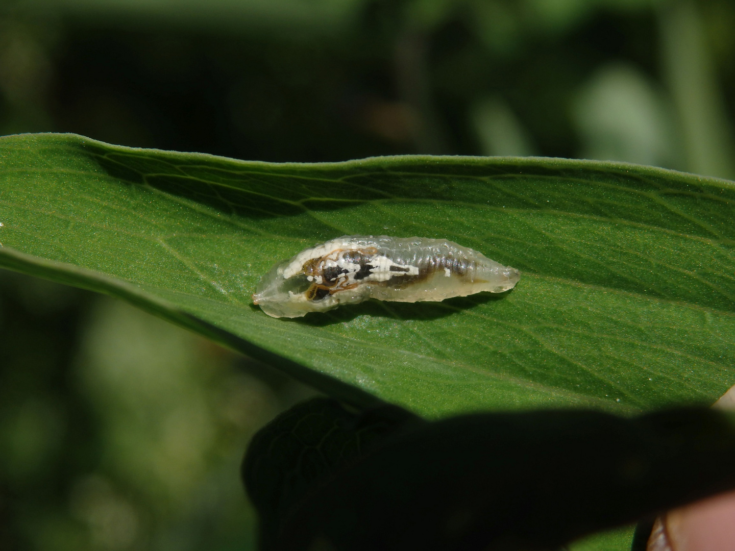 Schwebfliegenlarve auf Gartenwicke