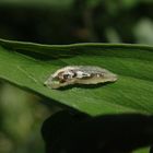 Schwebfliegenlarve auf Gartenwicke