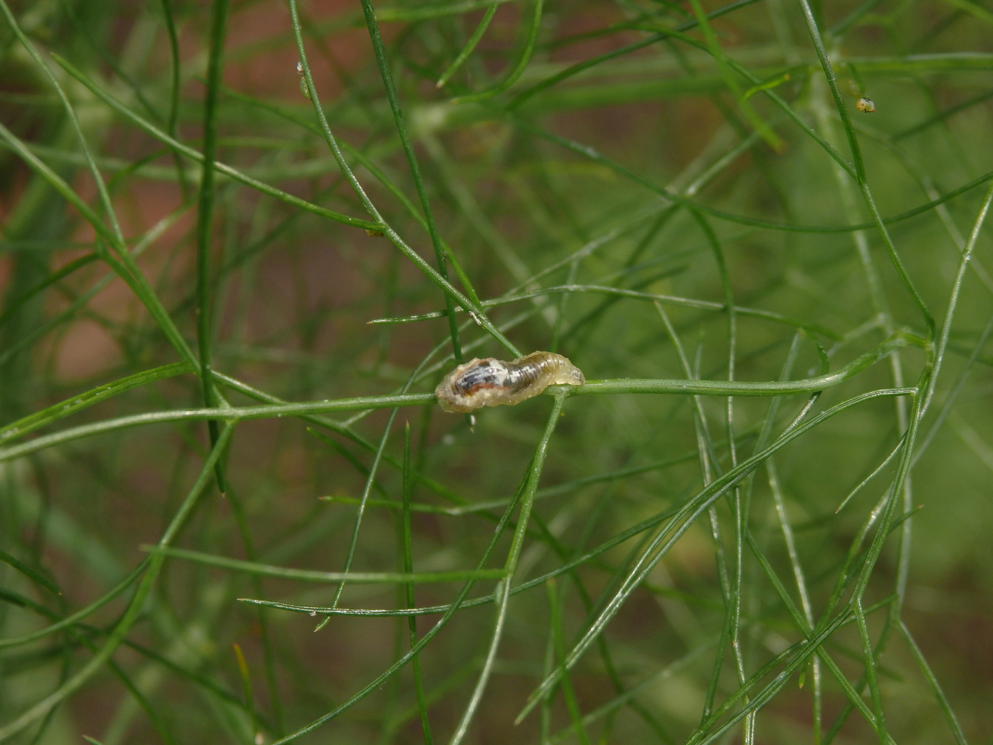 Schwebfliegenlarve auf Gewürzfenchel