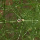 Schwebfliegenlarve auf Gewürzfenchel