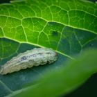 Schwebfliegenlarve auf Holunder