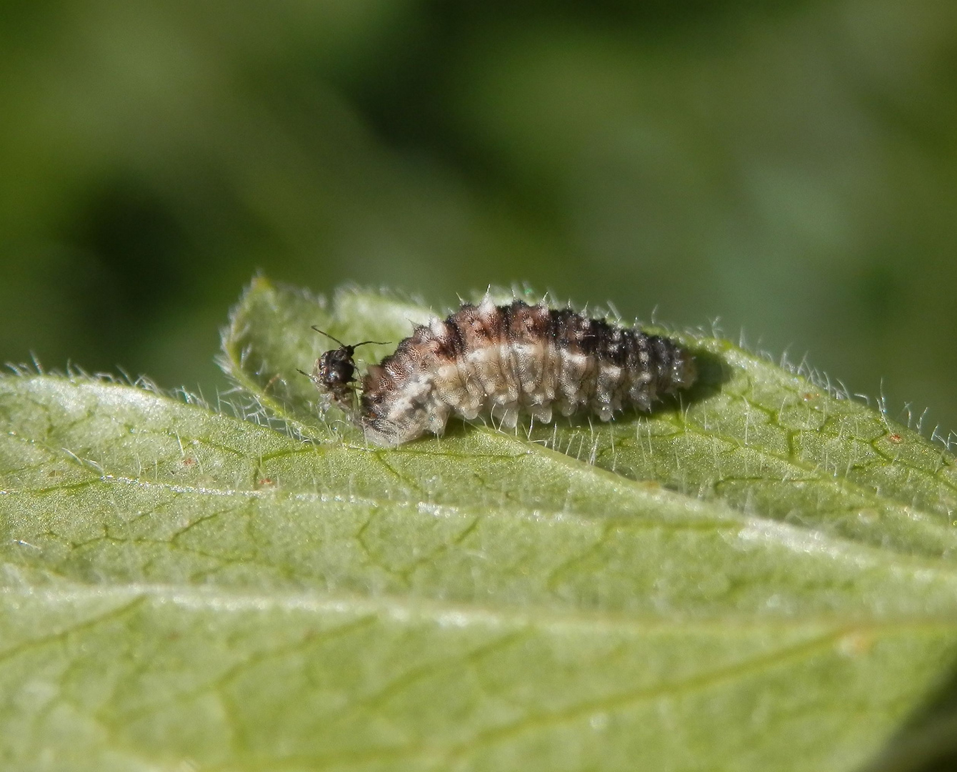 Schwebfliegenlarve beim Futtern entdeckt