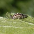 Schwebfliegenlarve beim Futtern entdeckt