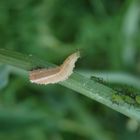 Schwebfliegenlarve beim Futtern entdeckt