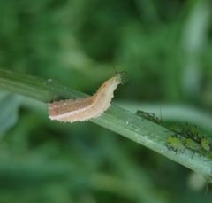 Schwebfliegenlarve beim Futtern entdeckt