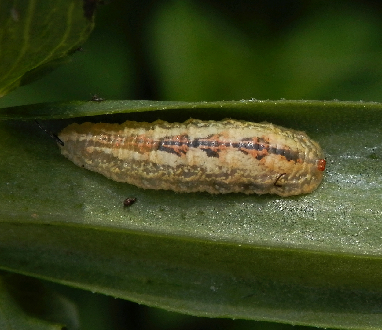 Schwebfliegenlarve im Schlaraffenland