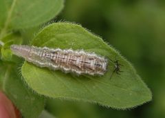 Schwebfliegenlarve im Schlaraffenland