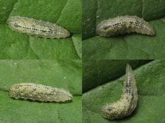 Schwebfliegenlarve mit pulsierendem Innenleben - Im Makro nur schwer zu erahnen