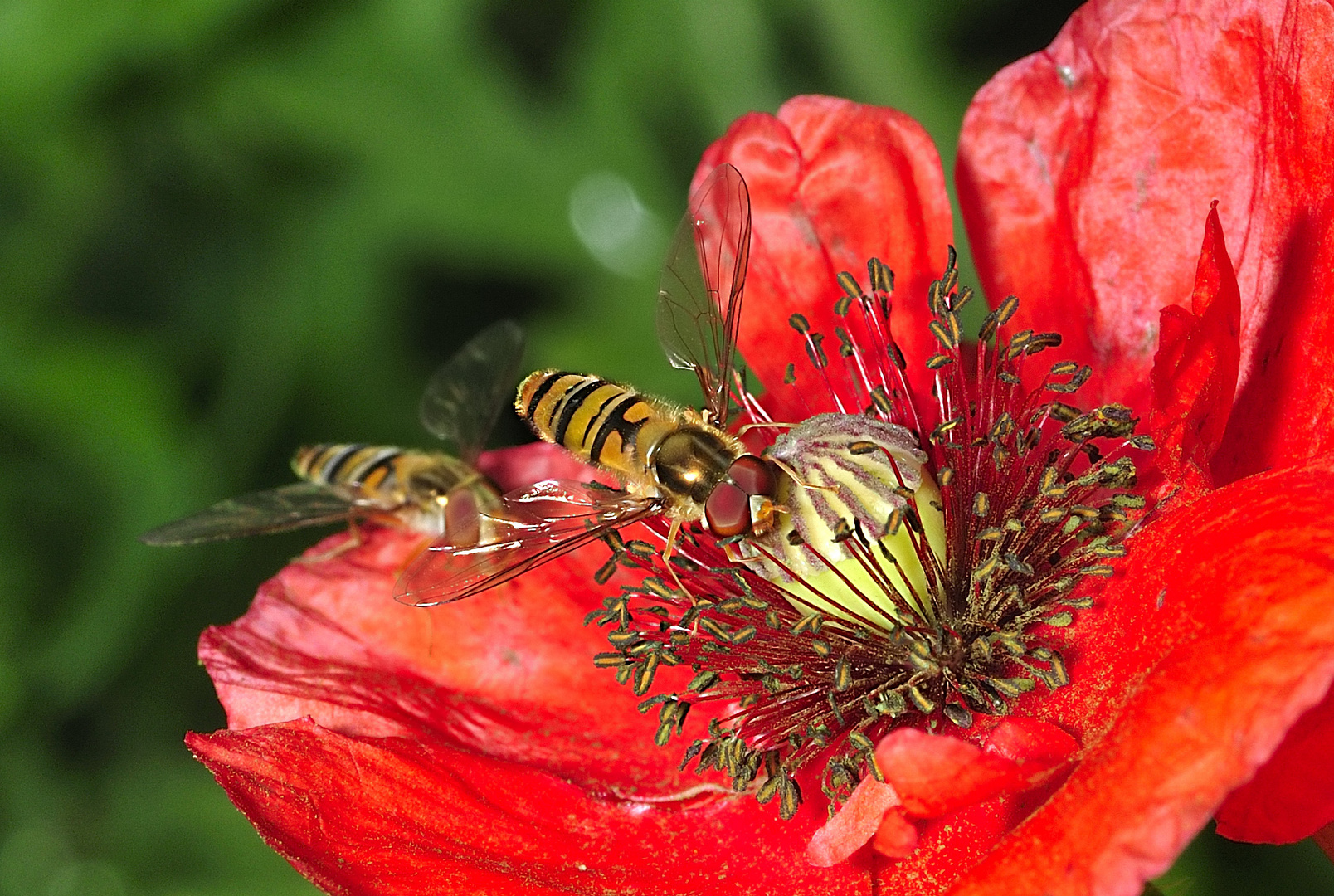 Schwebfliegenmohn