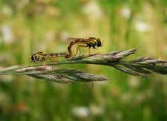 Schwebfliegenpaar