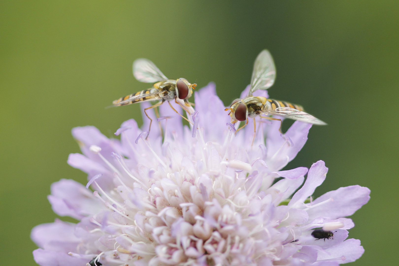 Schwebfliegenpaar